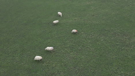 high angle view of chubby fluffy white sheep in green english pasture