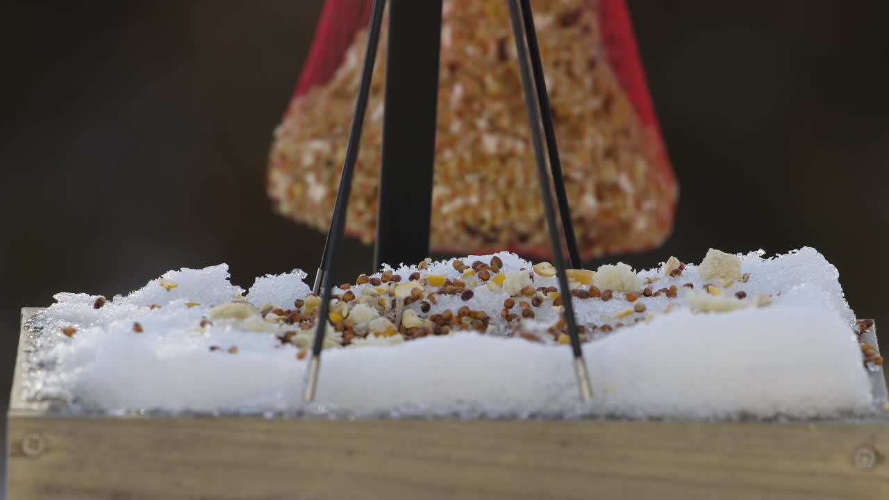 메인에서 겨울 동안 눈 덮인 새 모이통에서 빵 부스러기를 훔치는 검은 모자 박새