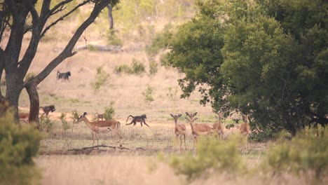 baboon monkeys running past impala antelope herd in african savannah