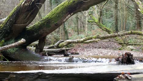 üppiger-Wald-Fließender-Bach-Wasser-Dschungel-Wald-Wildnis-Ruhige-Szene-Dolly-Rechts