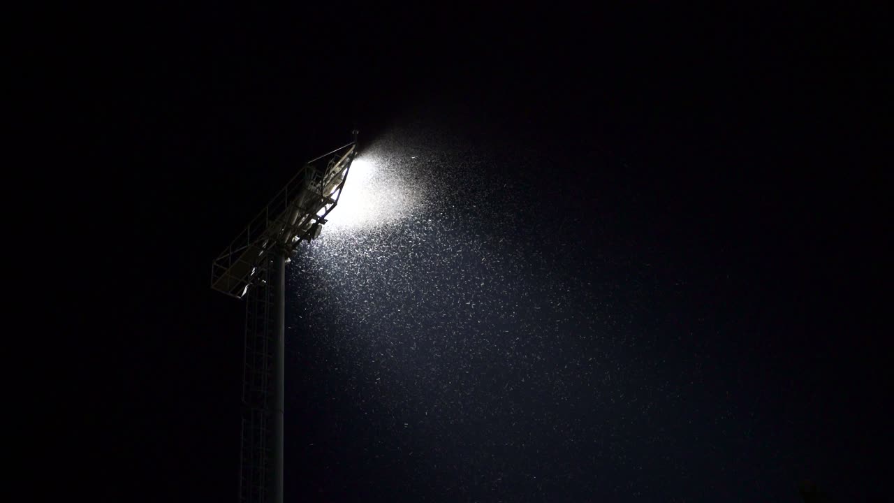 enjambre de insectos