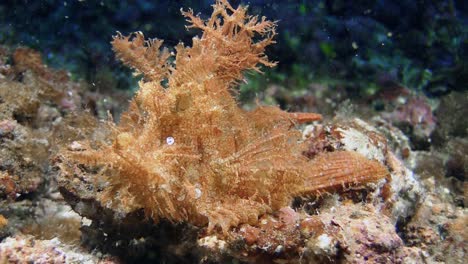 weedy-scorpionfish-also-known-as-rhinopias-frondosa,-side-view-close-up,-moves-head-towards-camera,-Fake-eyes-under-the-actual-eyes-to-deceive-enemies-and-prey,-close-up-shot