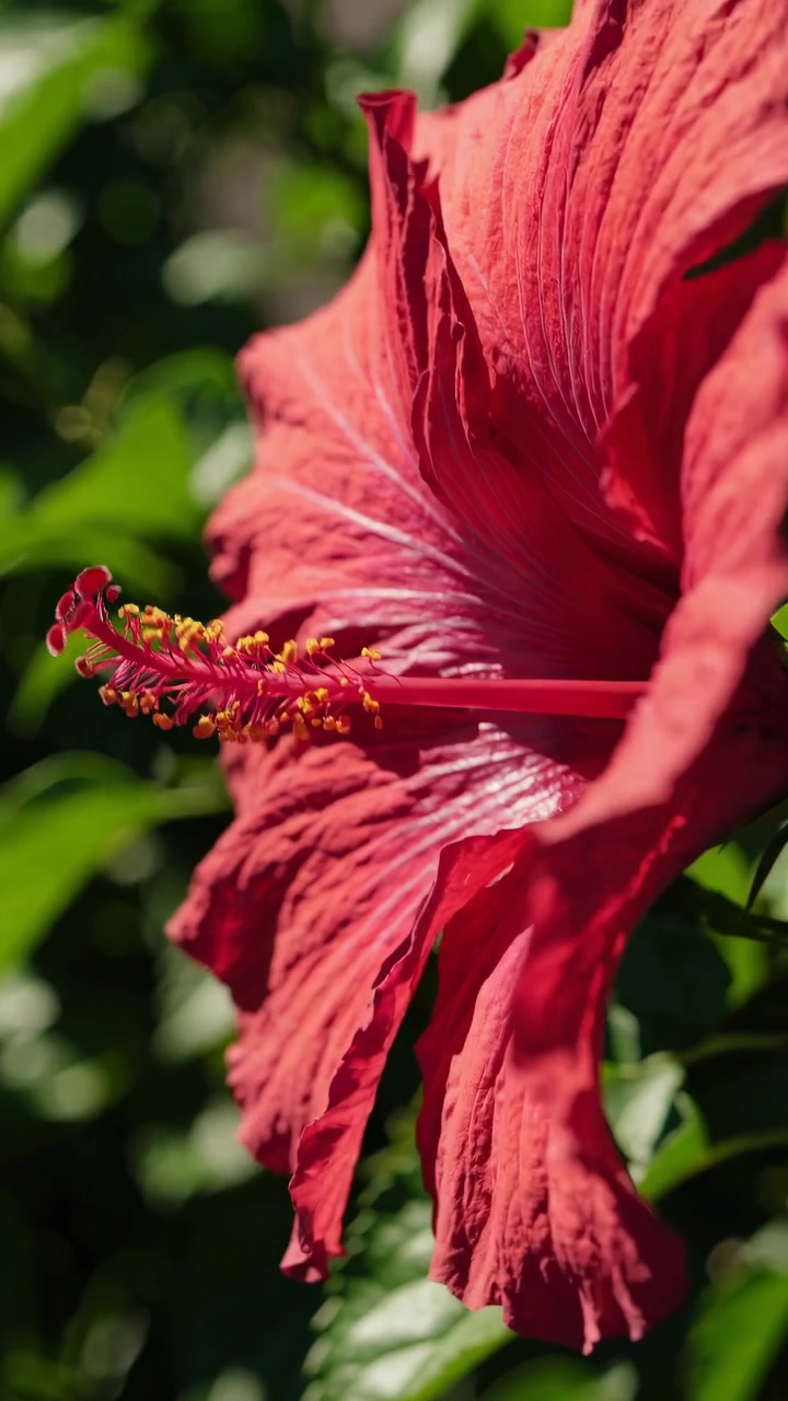Primo piano di un fiore di ibisco rosso vibrante alla luce del sole