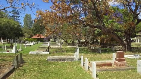 dron aéreo tiro lento de bajo nivel moviéndose sobre tumbas hacia el árbol