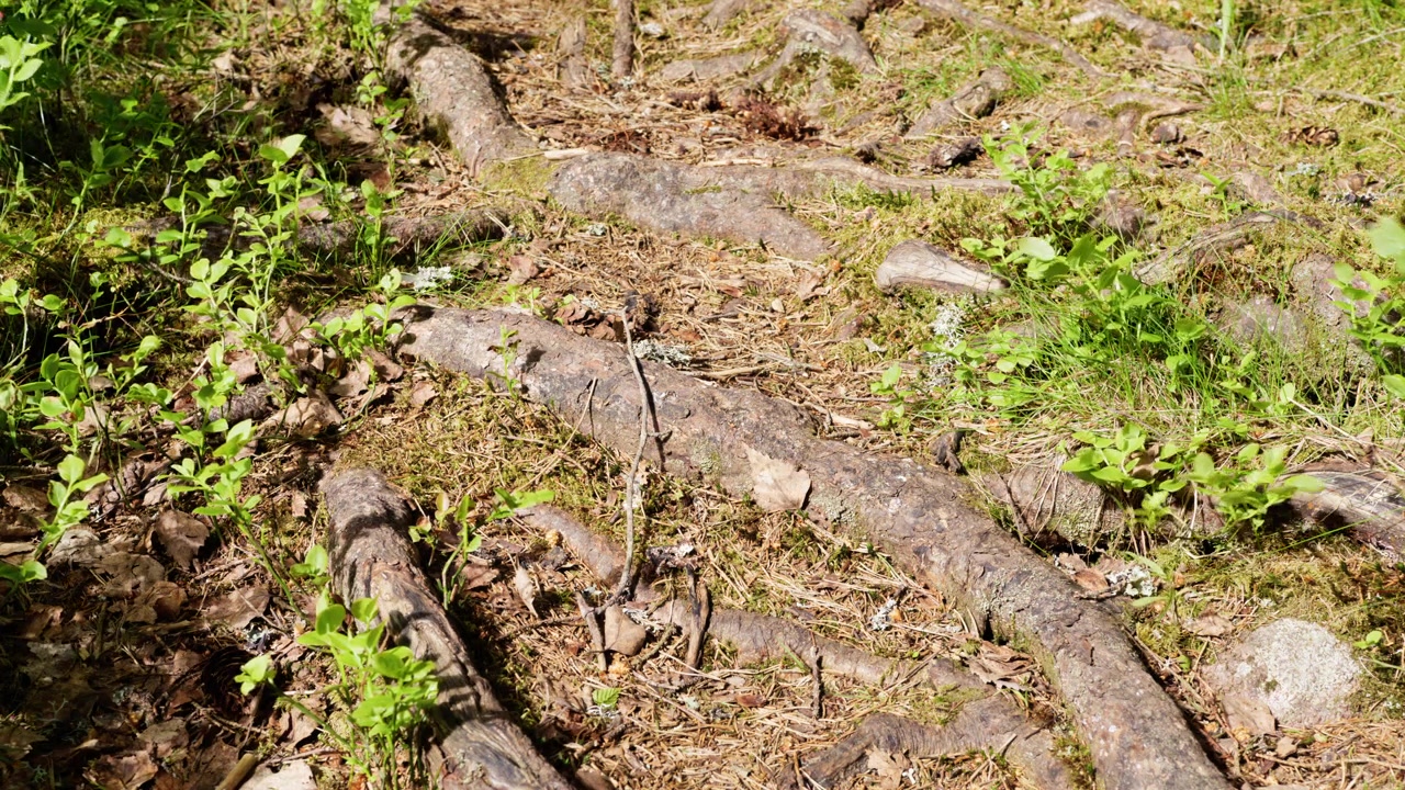 Radici di alberi affioranti si intrecciano sul suolo della foresta, circondate da una vegetazione lussureggiante a Sognsvann, Norvegia. Ideale per documentari naturalistici o contenuti educativi sugli ecosistemi forestali.