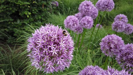 bees pollinating large purple allium flowers