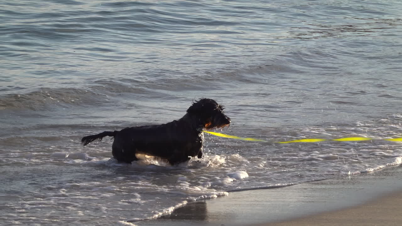 Black dog running and playing on the beach on a sunny day