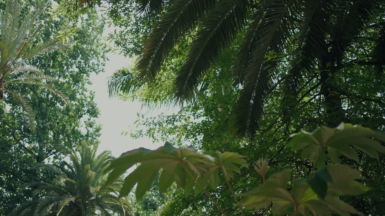Green palm leaves and dense foliage swaying gently in warm daylight