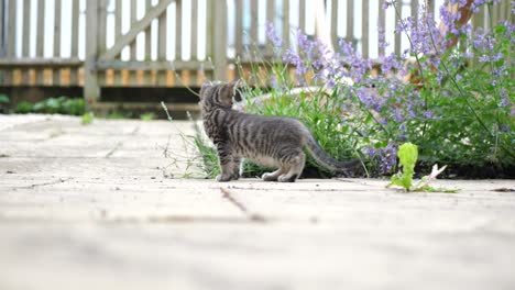 Eight-week-old-kitten-discovering-bees-for-the-first-time