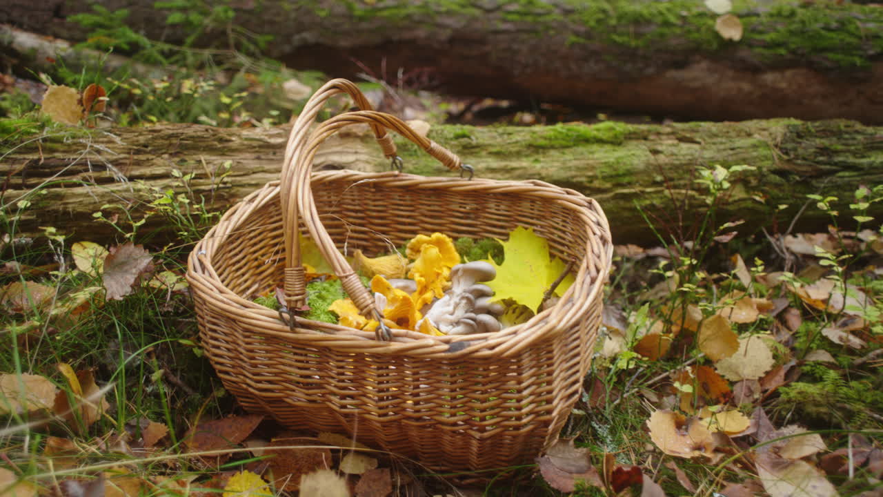 cesto di funghi nei boschi