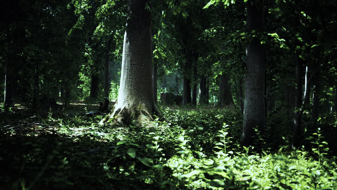 bosque de haya brumoso en la ladera de la montaña en una reserva natural