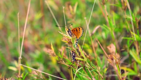 Apareamiento-De-Mariposas-De-Australia,-Mariposa-Monarca,-Mariposa-Naranja,-Mariposa-India