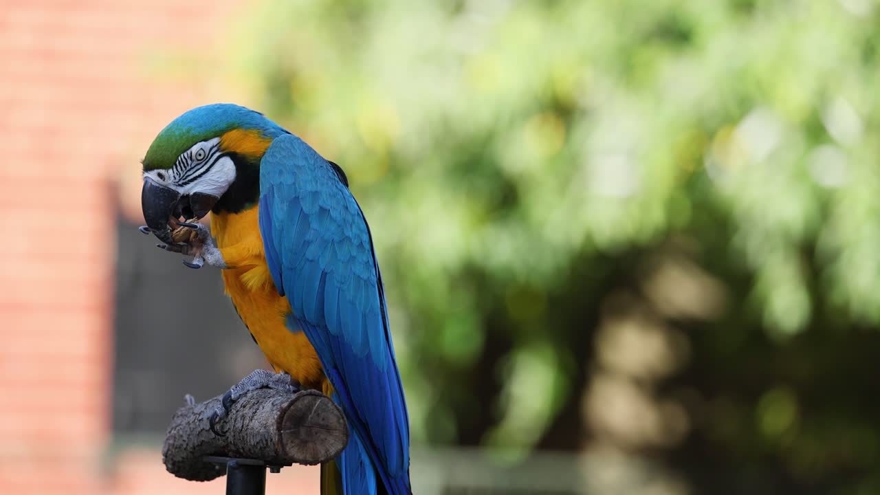 un loro macaw comiendo en una percha