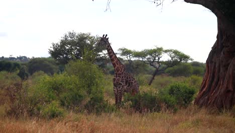 standing wild giraffe eating leaves from a tree in the savannah of tarangire national park, tanzania