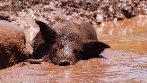 pig relaxes and wallows in muddy water.