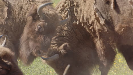 European-bison-interacting-using-their-heads-and-horns-in-dust-pit,-Sweden