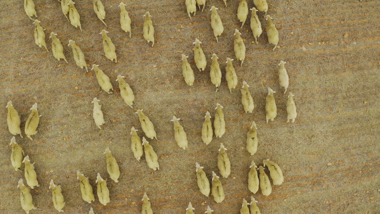 무리 의 속도 에 따라 움직인다