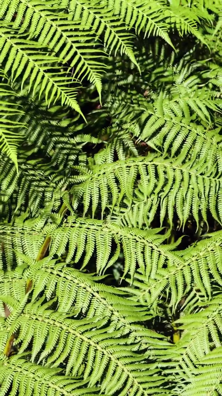 Lush Green Fern Leaves Swaying Gently in the Breeze