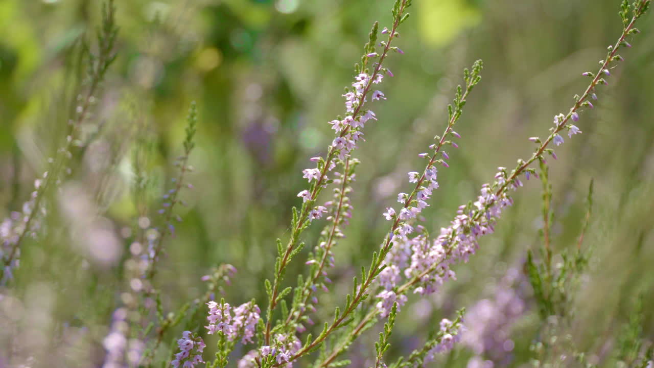Delicati fiori di Calluna che sbocciano nel bosco d'estate. Primo piano di erica fiorita