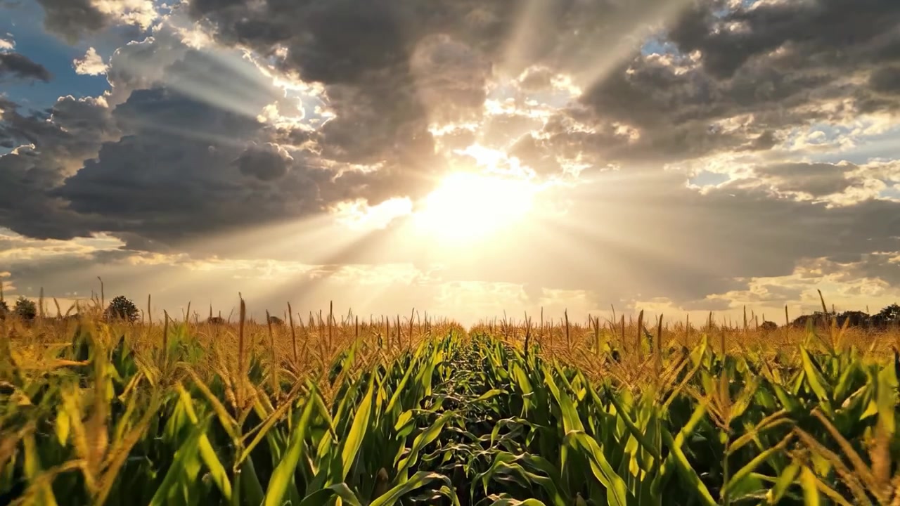 Majestic Sunset Over Lush Cornfield: A Stunning Display of Nature's Beauty with Radiant Sunlight Filtering Through Dramatic Clouds Above Plant Life