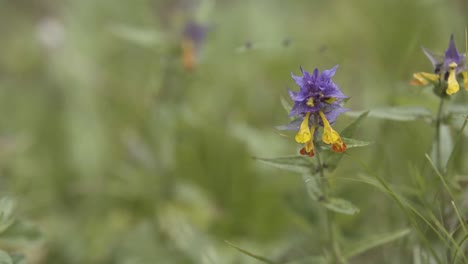 purple and yellow wildflower