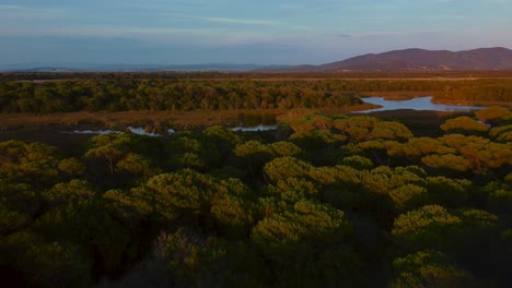 Cinematic-nature-aerial-footage-of-the-savannah-and-lagoon-in-the-pine-tree-forest-at-a-sandy-empty-beach-seaside-in-the-iconic-Maremma-National-Park-in-Tuscany,-Italy,-with-a-sunset-sky-near-Grosseto