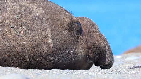 male elephant seal very close up on trunk like nose