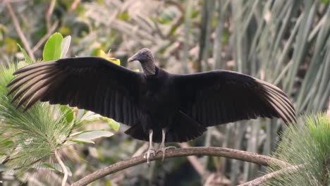 wild black vulture, coragyps atratus perching on tree branch, wing-spreading to dry up its feathers or keep warm, raising body temperature by absorbing the sun in cold weather, wildlife close up shot