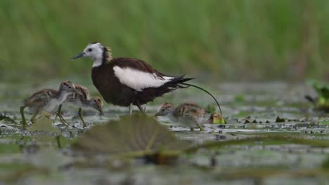 pheasant tailed jacana with chicks