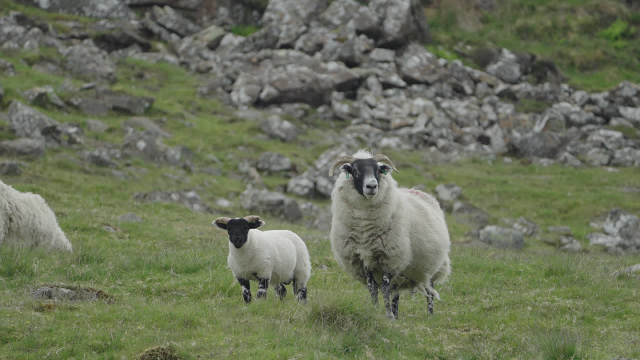 Pecora e agnello in piedi su una collina coperta di pietre ed erba si allontanano.