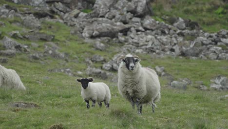 schafe und lamm stehen auf einem mit stein und gras bedeckten hügel und gehen weg.