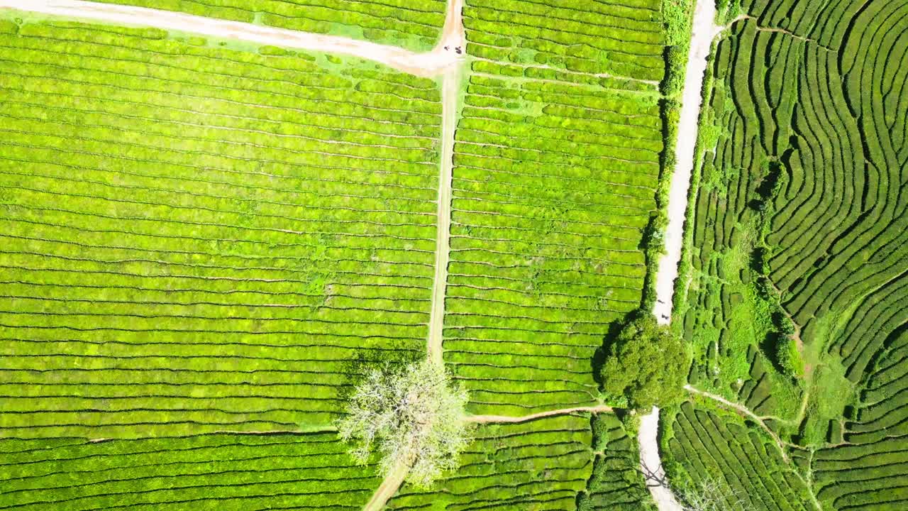 아조레스에 있는 푸른 차 고레아나 (cha gorreana) 의 잔잔한 차 은 은 날 위에서 찍은 사진입니다.