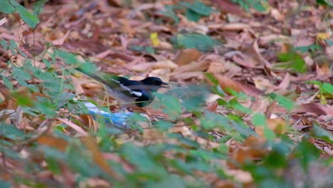 Una-Urraca-Oriental-robin-Cavando-En-Busca-De-Comida-En-El-Suelo---De-Cerca