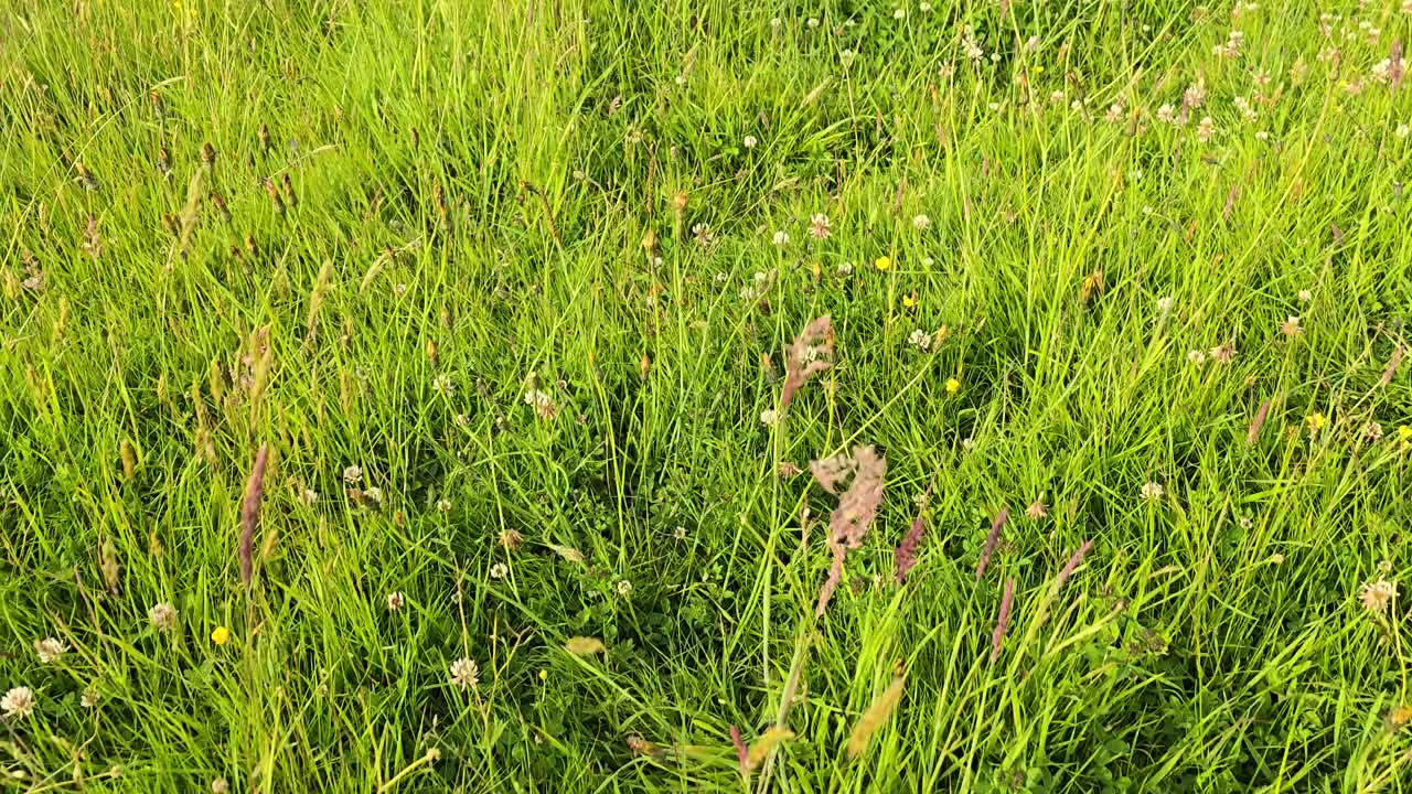 Walking through a lush wildflower hay meadow in west Wales with clover and buttercups