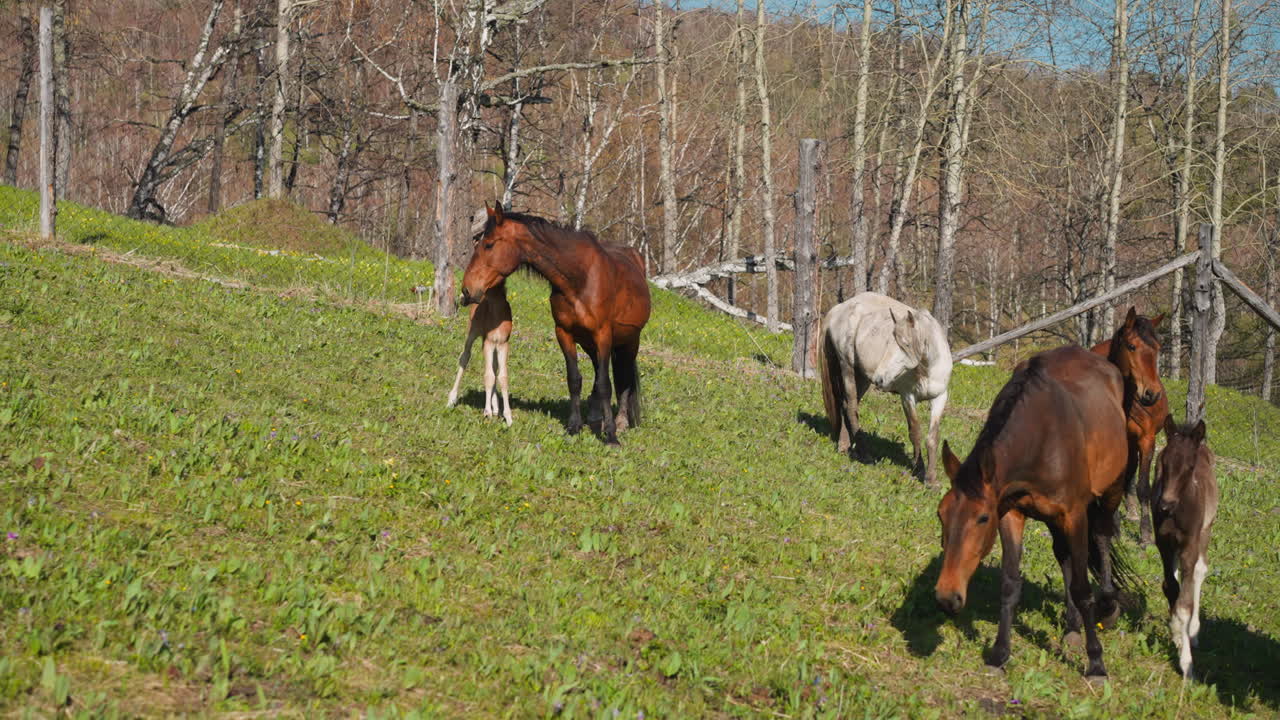 los potros lactantes con madres corren a lo largo de un prado exuberante en el pasto