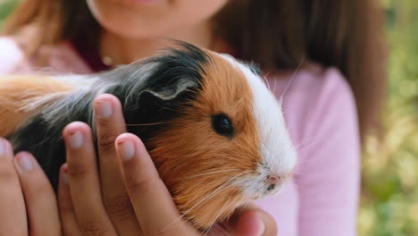 Meerschweinchen,-Mädchen-Und-Zoogarten