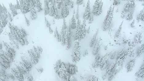 cinematográfico aéreo colorado polvo profundo nieve loveland estación de esquí túnel eisenhower coon hill backcountry i70 invierno pesado primavera nieve división continental montañas rocosas cubiertas de árboles lentamente pan hacia abajo
