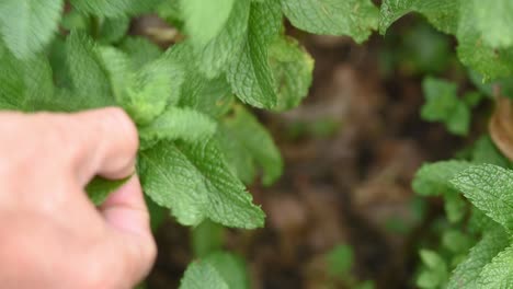 Hands-picking-fresh-peppermint-leaves