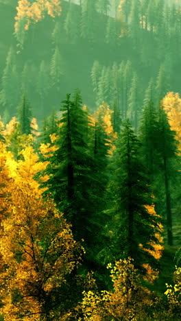 a serene view of a forest with tall pine trees and yellow foliage