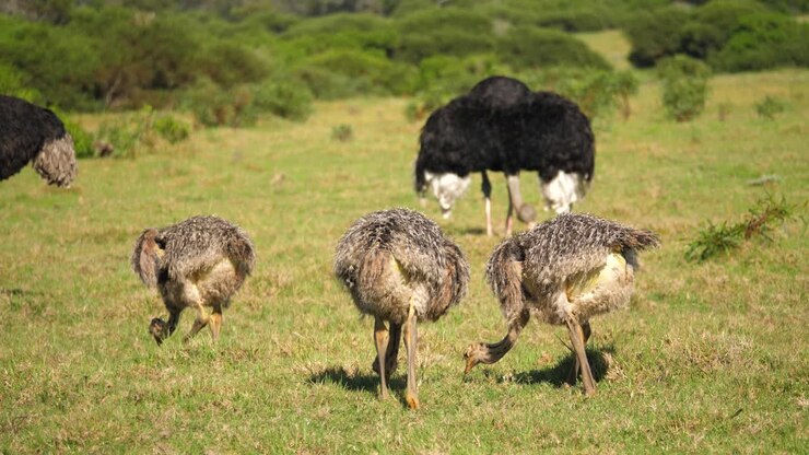 Primo piano di tre pulcini di struzzo con l'adulto maschio che mangia sull'erba verde, Sudafrica