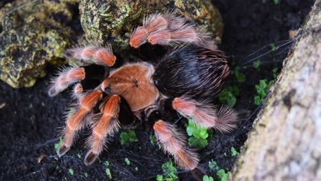 Tarántula-Pata-De-Fuego-Mexicana,-Brachypelma-Boehmei,-Imágenes-De-4k