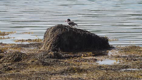 Oystercatcher-Standing-On-The-Mound-Of-Seaweed-By-The-Ocean