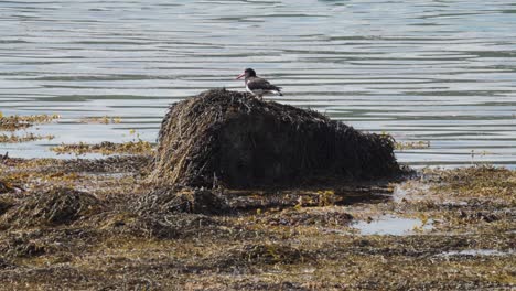 oystercatcher standing on the mound of seaweed by the ocean