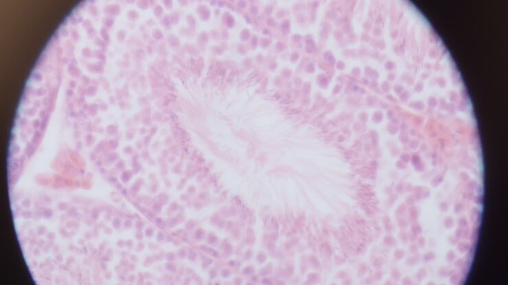 Struttura del virus al microscopio 8