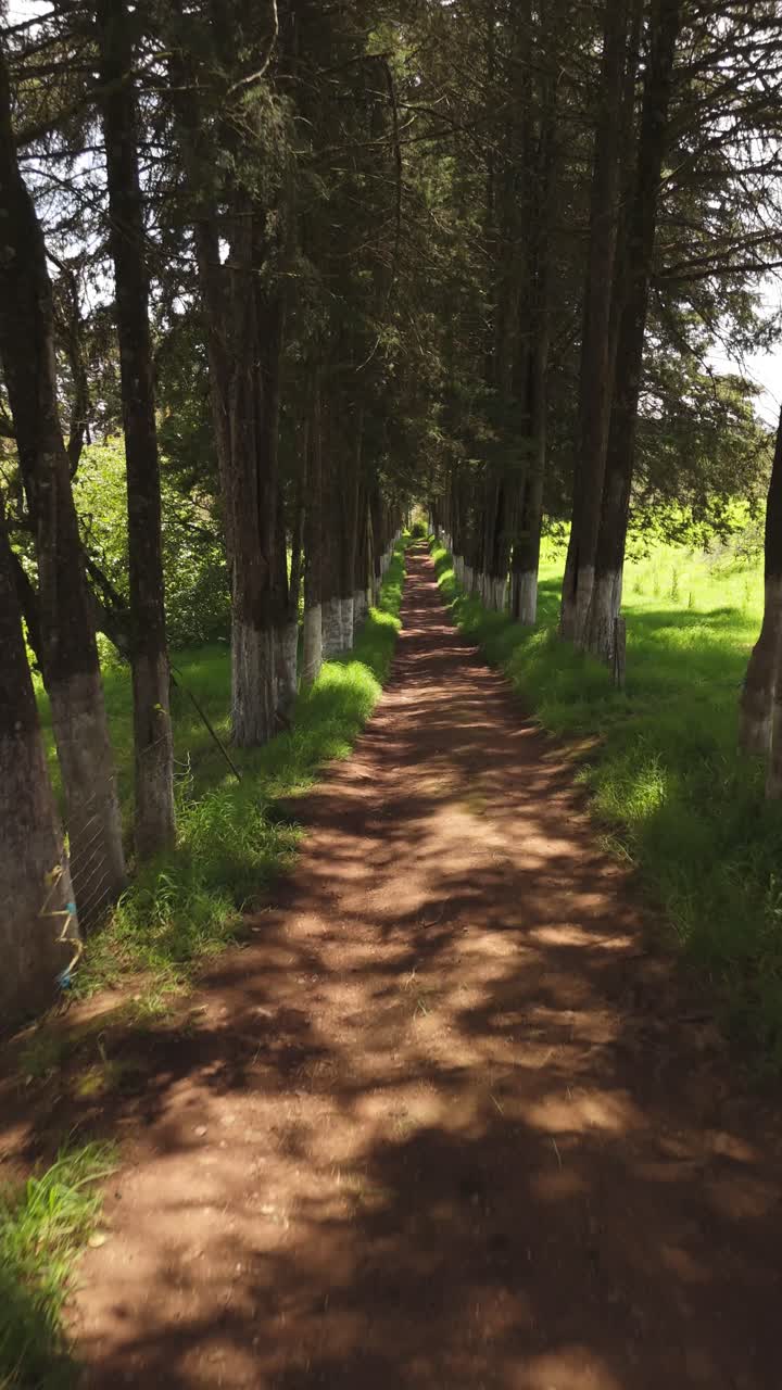 A peaceful walk on a red sand avenue lined symmetrically with trees on both sides.