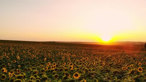 field of sunflowers on foggy day. blooming sunflowers meadow in haze. summer landscape. agriculture and farm background. countryside concept