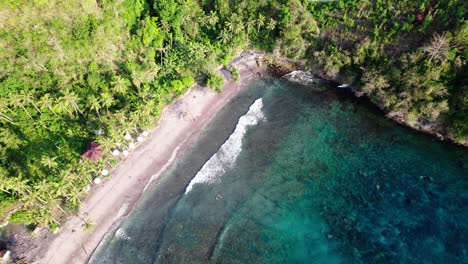 palm trees and forest on coast of gamat bay - snorkeling destination in nusa penida, bali, indonesia