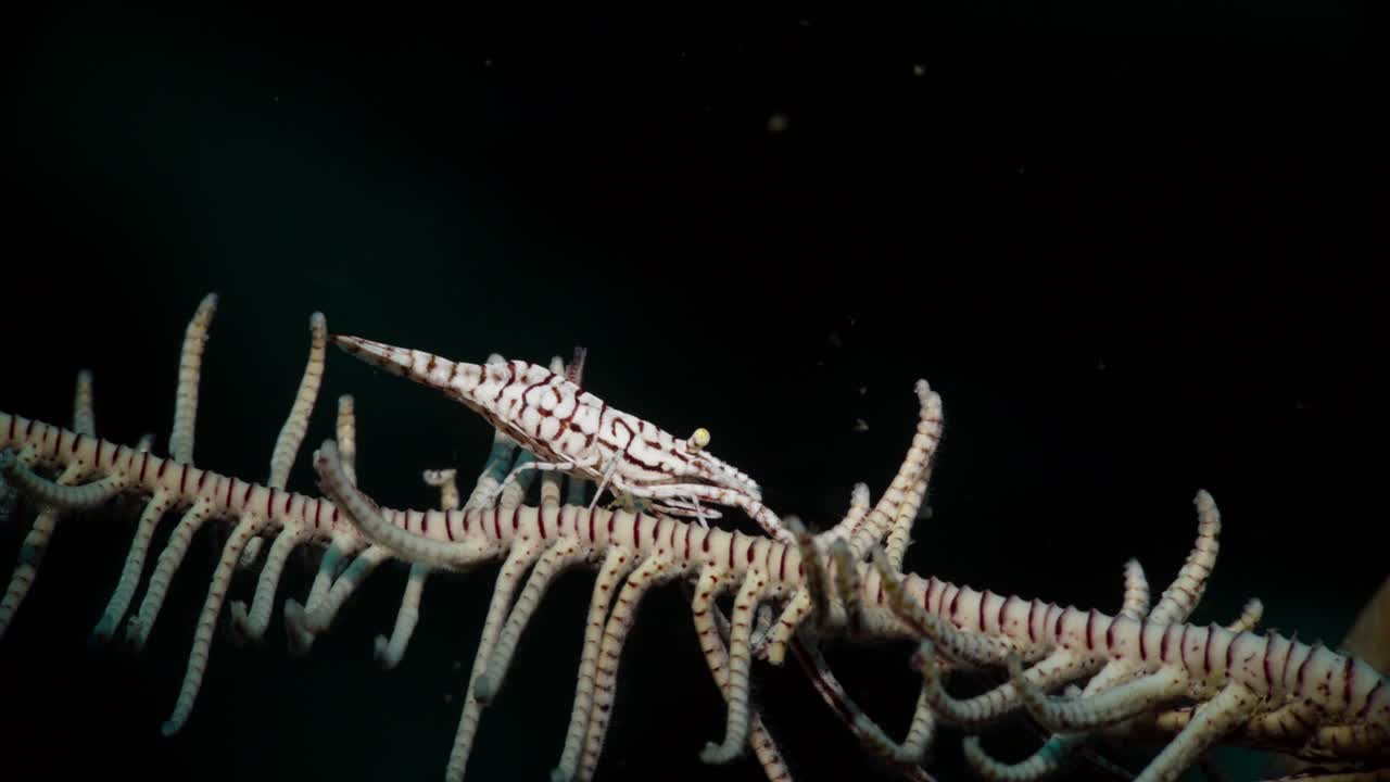 크리노이드 크림프 (crinoid shrimp) - 필리핀의 크리노이드 (anilao) 에 있는 크리노드 크림프.