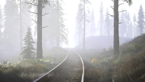 foggy forest railway path inviting exploration through tall trees