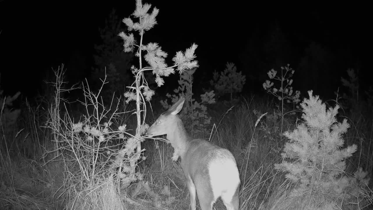 самка красного оленя (cervus elaphus) нюхает сосновое дерево, отмеченное самцом. saaremaa, эстония.